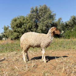 Mouton n°329