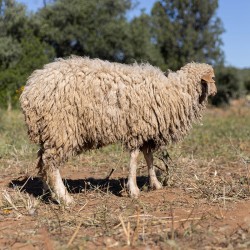 Mouton n°332
