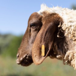 Mouton n°340