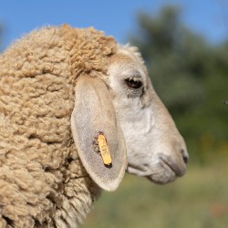 Mouton n°341