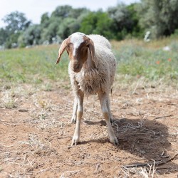 Mouton n°322