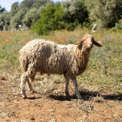 Mouton n°330