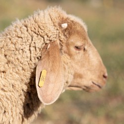 Mouton n°391