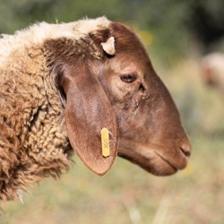 Mouton n°396