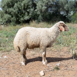 Mouton n°558