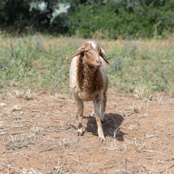 Mouton n°590