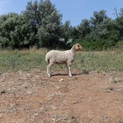 Mouton n°818