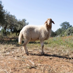 Mouton n°839