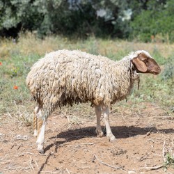 Mouton n°851