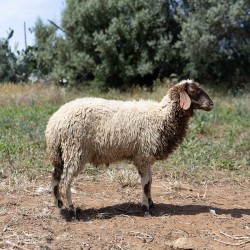 Mouton n°865