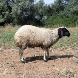 Mouton n°883