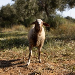 Mouton n°885