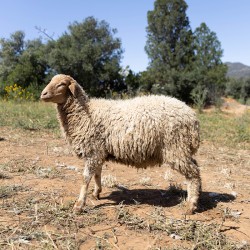 Mouton n°897